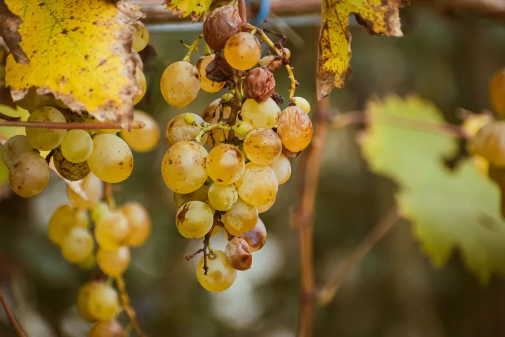 A Closer Look at Ice Wine